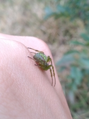 Araneus unanimus