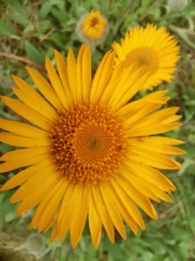 Osbertia stolonifera