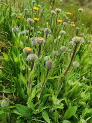 Osbertia stolonifera