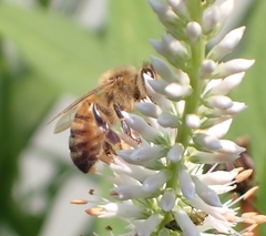 Apis mellifera