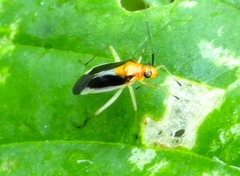 Ganocapsus filiformis