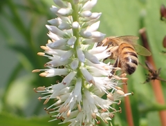Apis mellifera