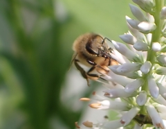 Apis mellifera