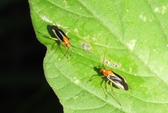 Ganocapsus filiformis