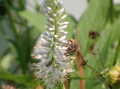 Apis mellifera