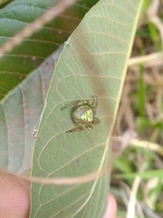 Araneus unanimus
