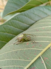 Araneus unanimus