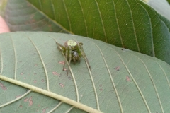 Araneus unanimus