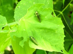 Agaeocera scintillans