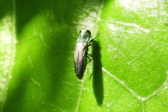 Agrilaxia