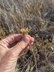 Dipterostemon capitatus capitatus