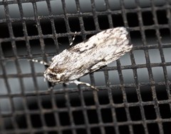 Stenoptena icmaea