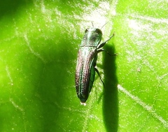 Agrilaxia
