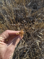 Dipterostemon capitatus capitatus