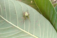 Araneus unanimus