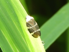 Aeneolamia albofasciata