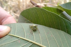 Araneus unanimus