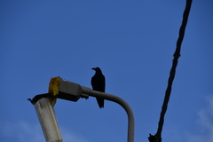 Corvus frugilegus