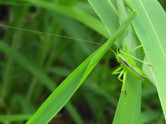 Neobarrettia sinaloae