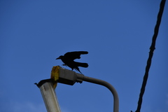 Corvus frugilegus