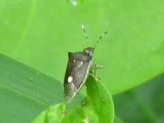 Mormidea notulata