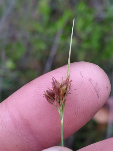 Image of Rhynchospora gracilenta by (c) Scott Ward, some rights reserved (CC BY)