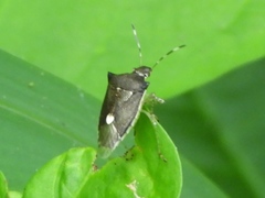 Mormidea notulata