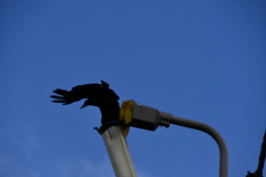 Corvus frugilegus
