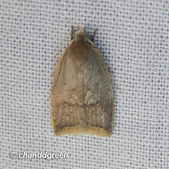 Scythropiodes