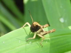 Boopedon flaviventris