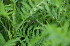 Roeseliana roeselii