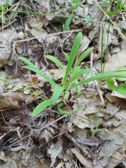 Dianthus superbus