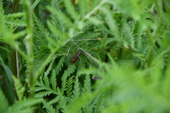 Roeseliana roeselii