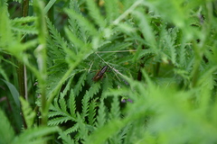 Roeseliana roeselii