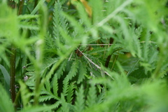 Roeseliana roeselii