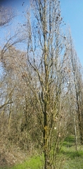 Quercus robur