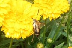 Hemaris aethra