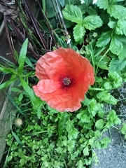 Papaver rhoeas