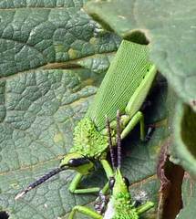 Taphronota calliparea
