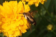 Hemaris aethra