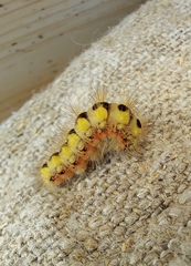 Acronicta cinerea