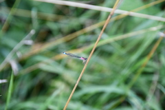 Ischnura elegans