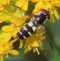 Melangyna fisherii