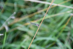 Ischnura elegans