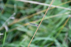 Ischnura elegans