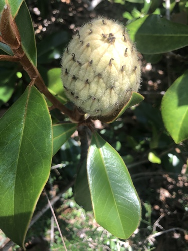 Magnoliaceae image