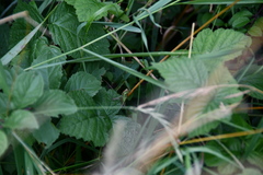 Roeseliana roeselii