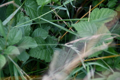 Roeseliana roeselii