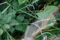 Roeseliana roeselii