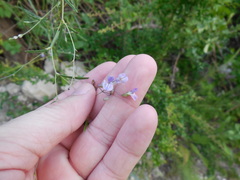 Pediomelum linearifolium